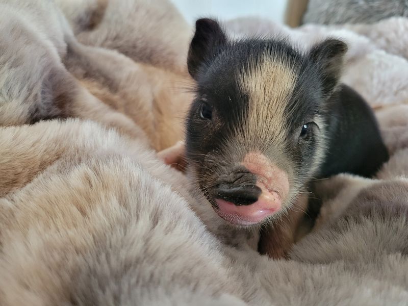 Male Mini Pig