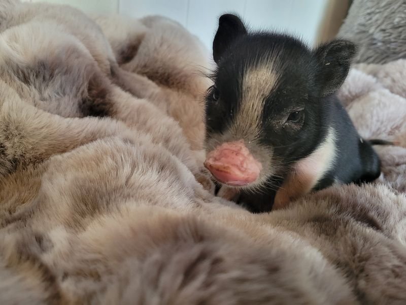 Male Mini Pig