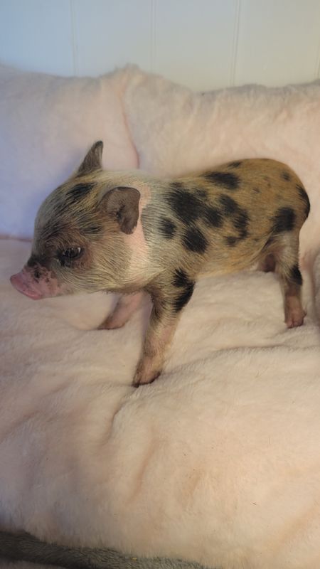 Female Mini Pig