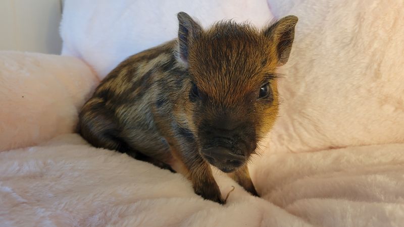 Female Mini Pig