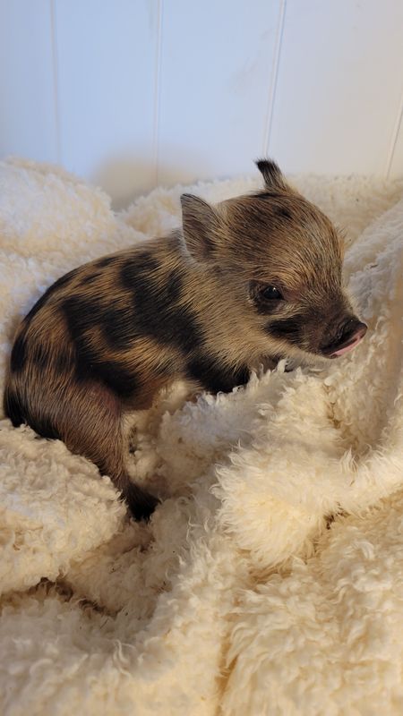Male Mini Pig runt