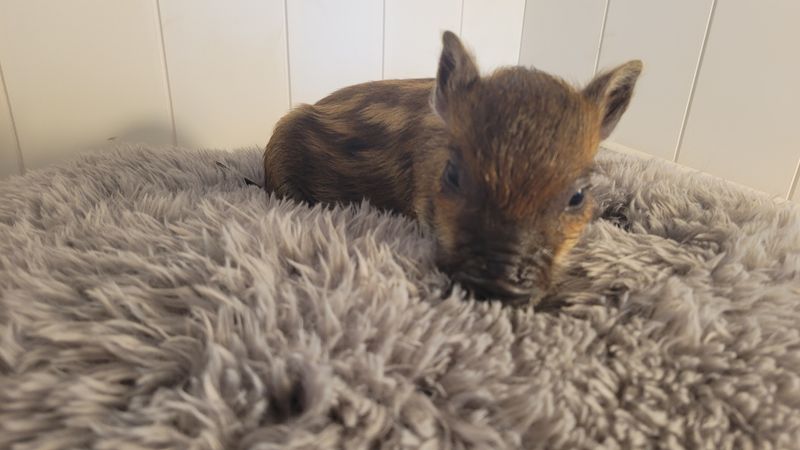 Male Mini Pig