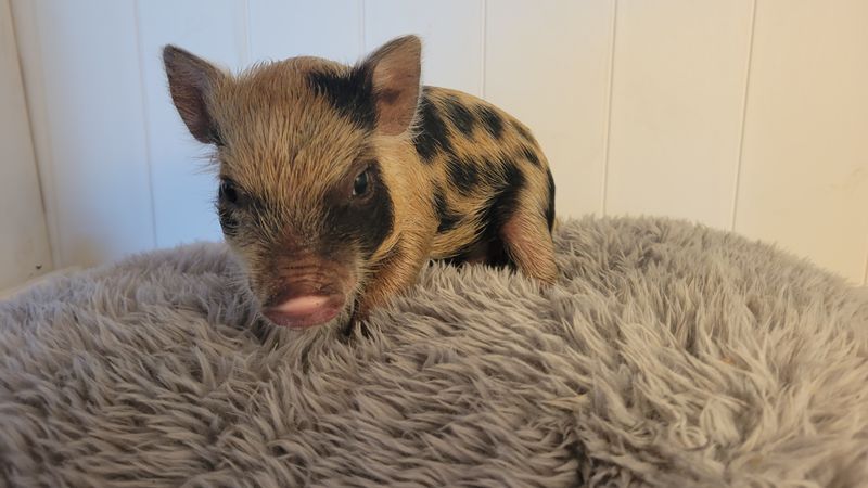 Male Mini Pig