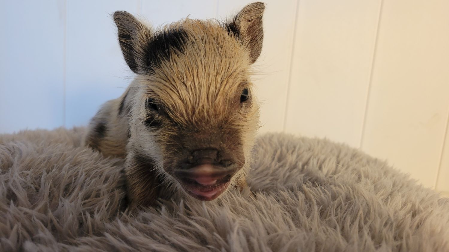 Male Mini Pig