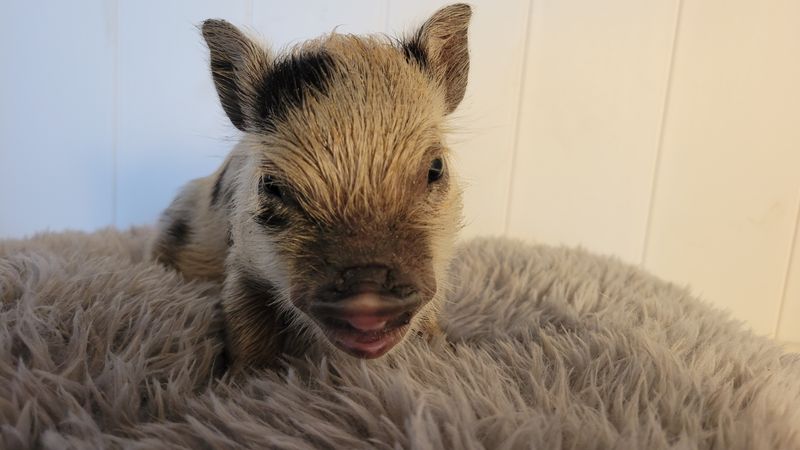 Male Mini Pig