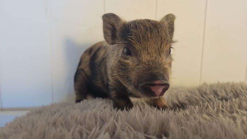 Male Mini Pig