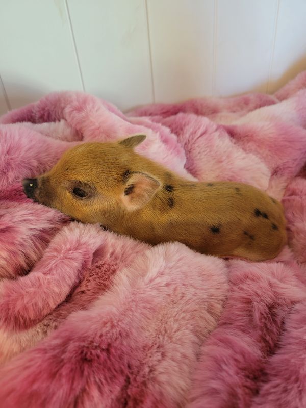 Female Mini Pig