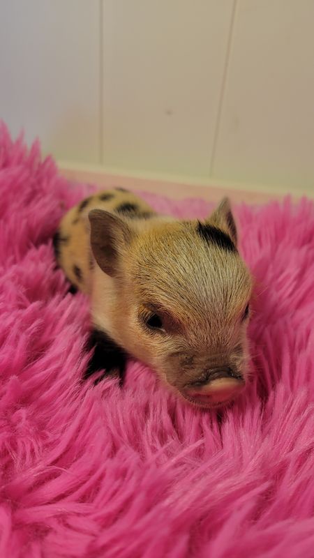 Female Mini Pig