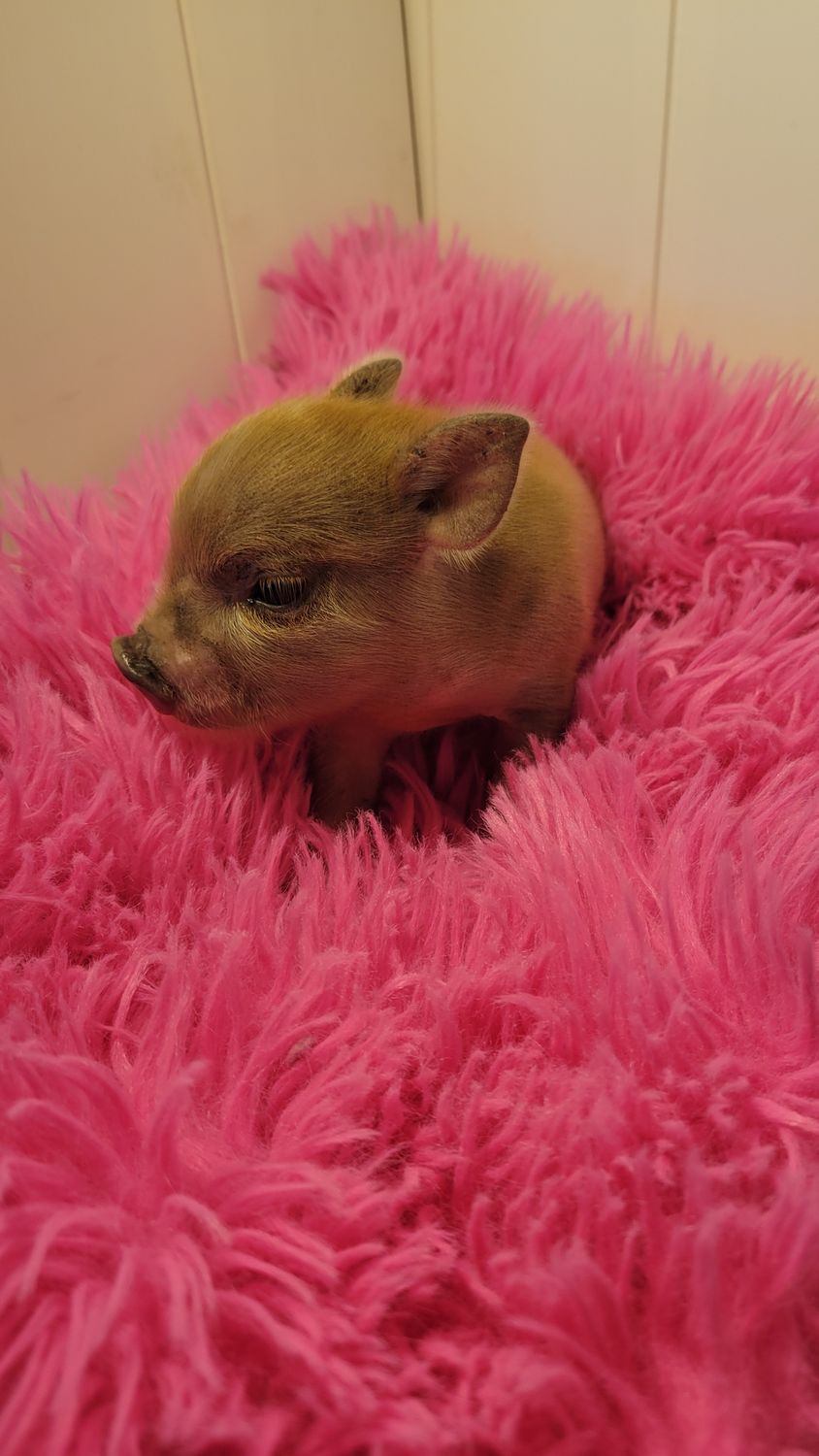 Female Mini Pig