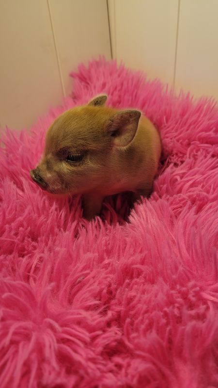 Female Mini Pig