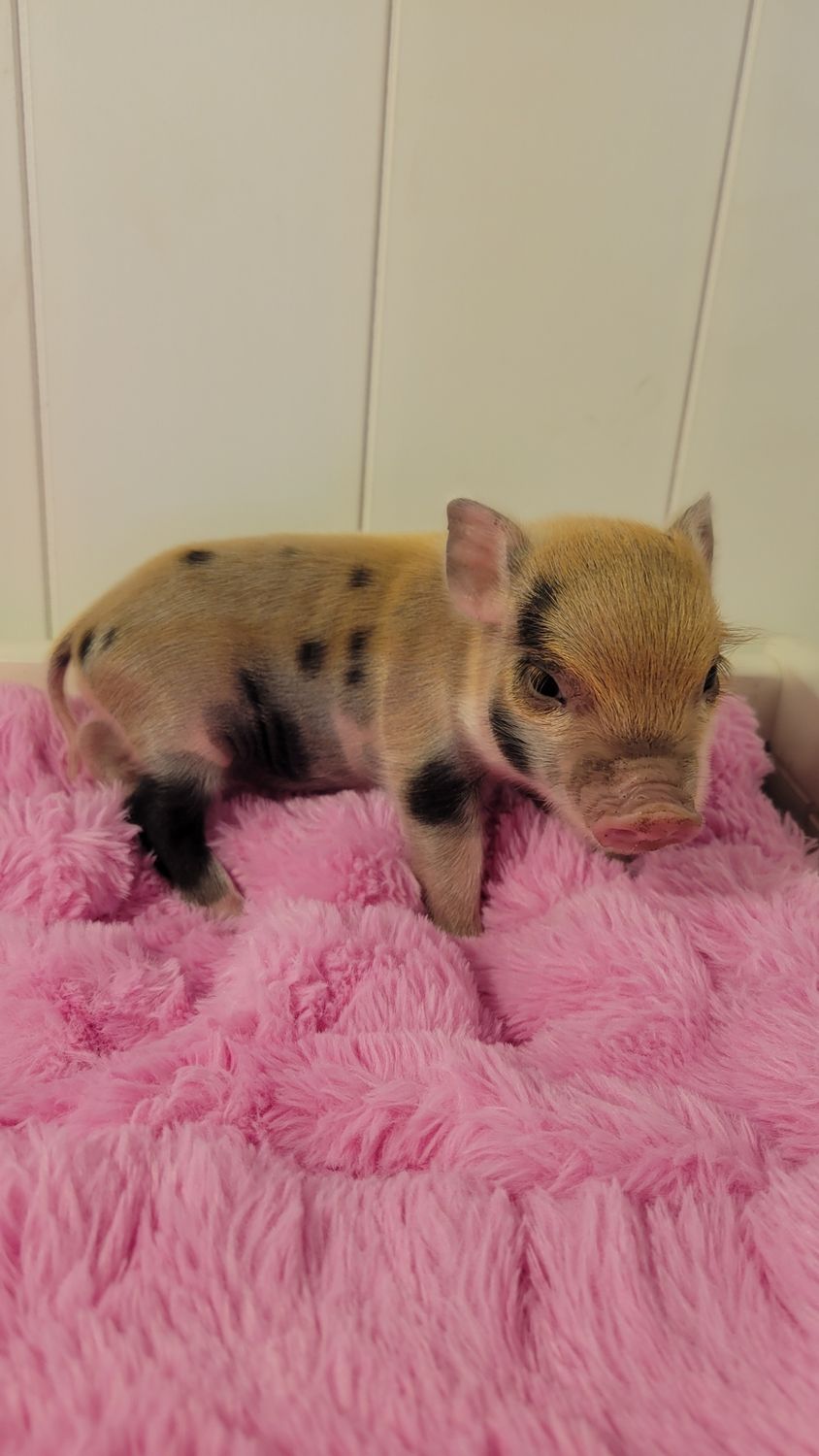 Female Mini Pig