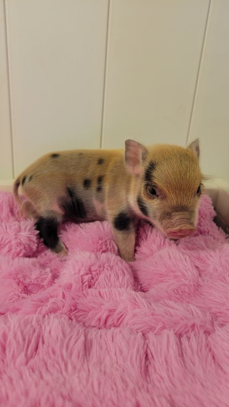 Female Mini Pig