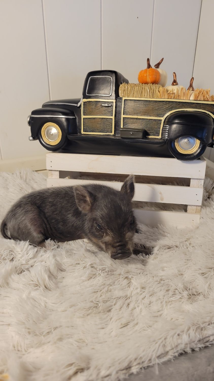 Male Mini Pig