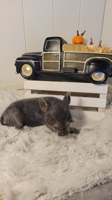 Male Mini Pig