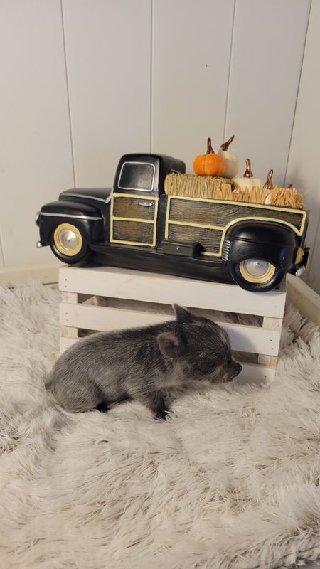 Male Mini Pig