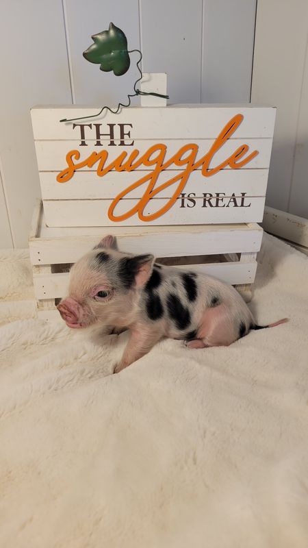 Male Mini Pig
