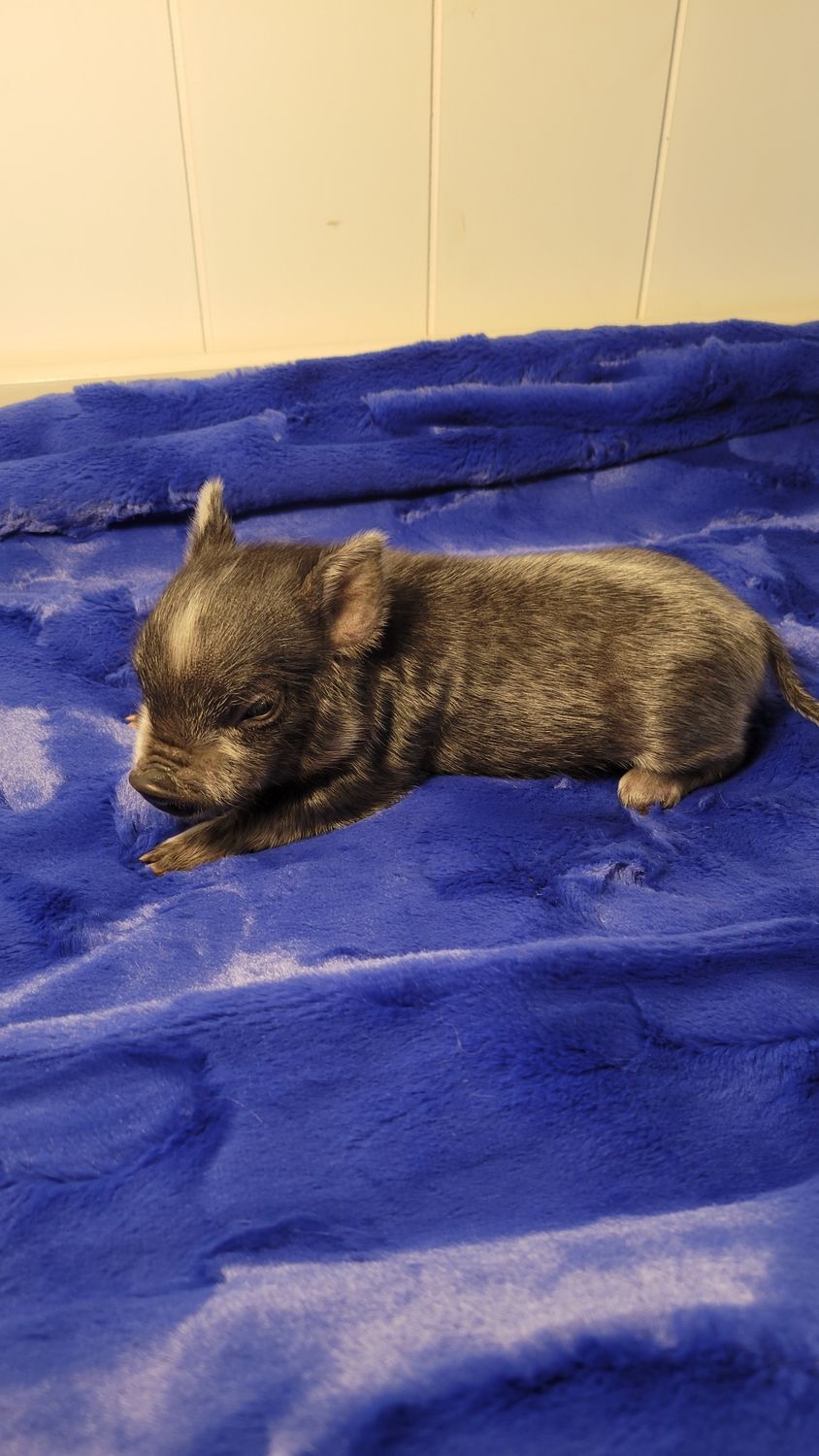 Male Mini Pig