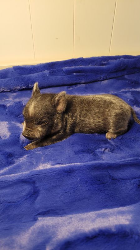 Male Mini Pig