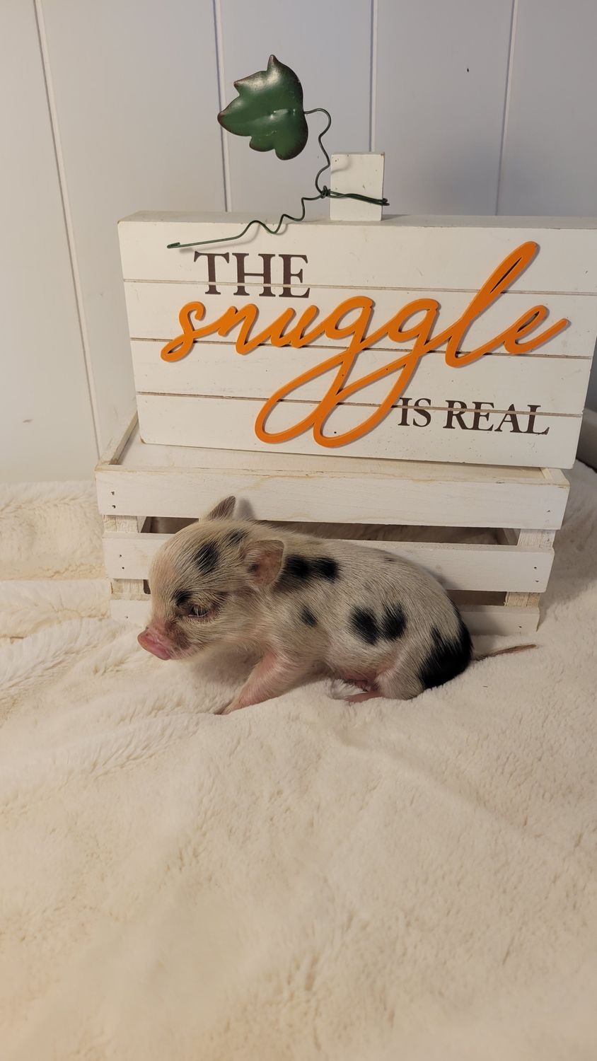 Male Mini Pig