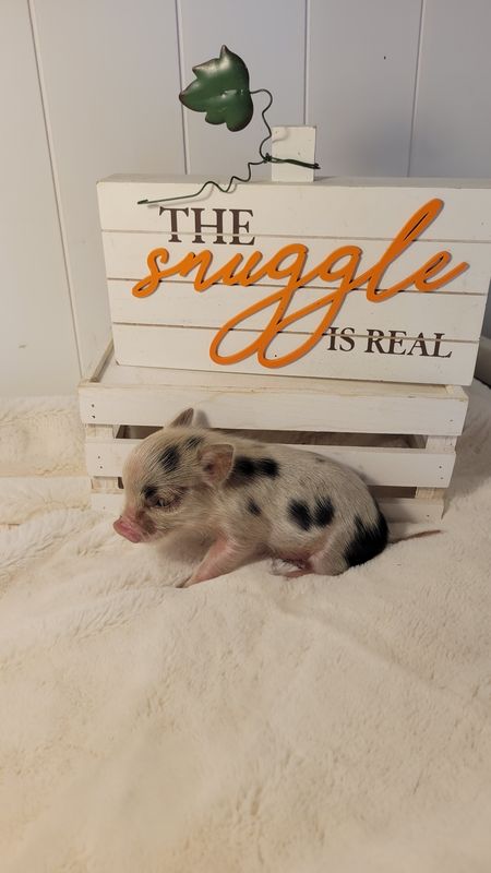 Male Mini Pig