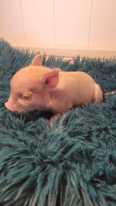 Male Mini Pig