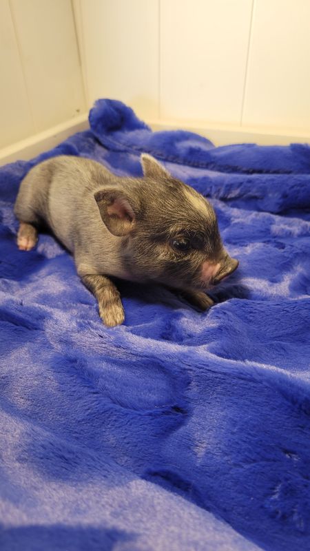 Male Mini Pig