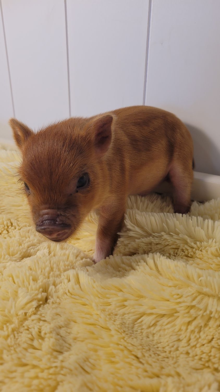 Male Mini Pig