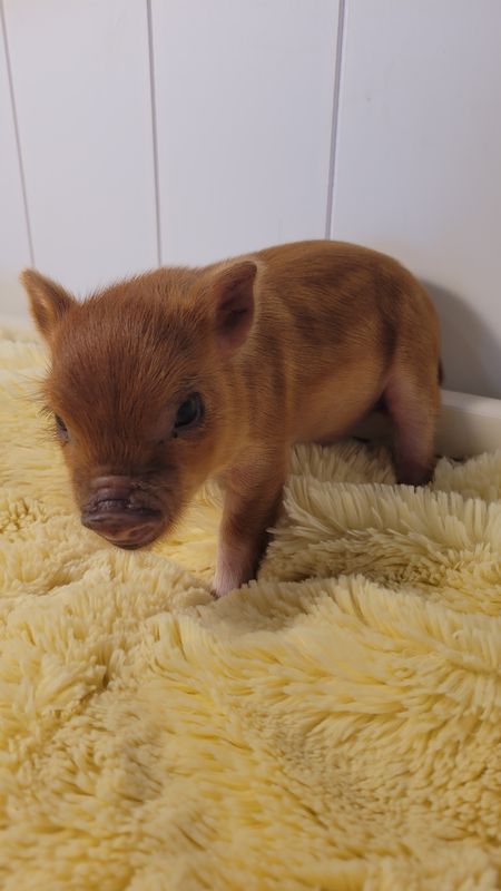 Male Mini Pig