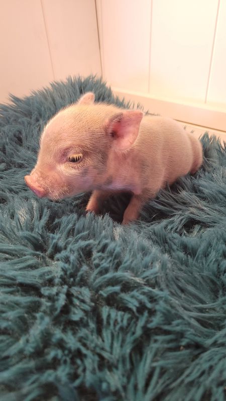 Male Mini Pig