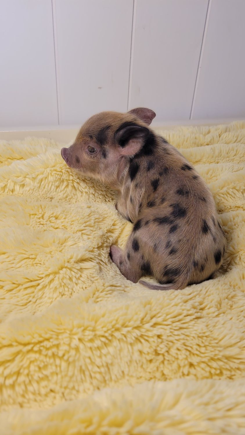Male Mini Pig
