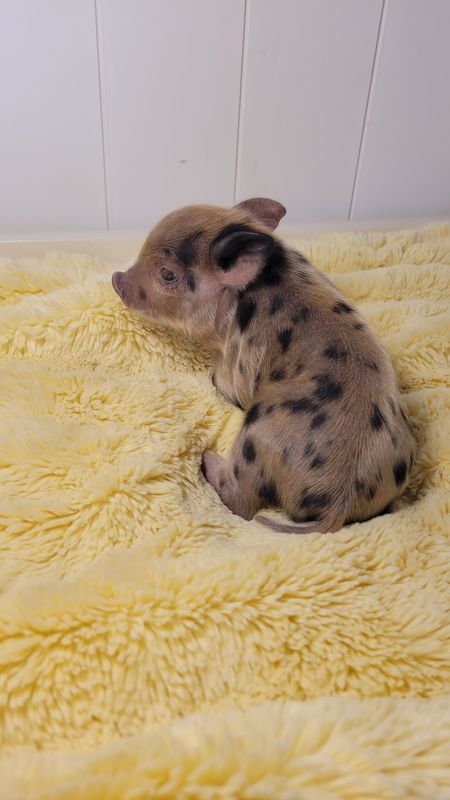 Male Mini Pig