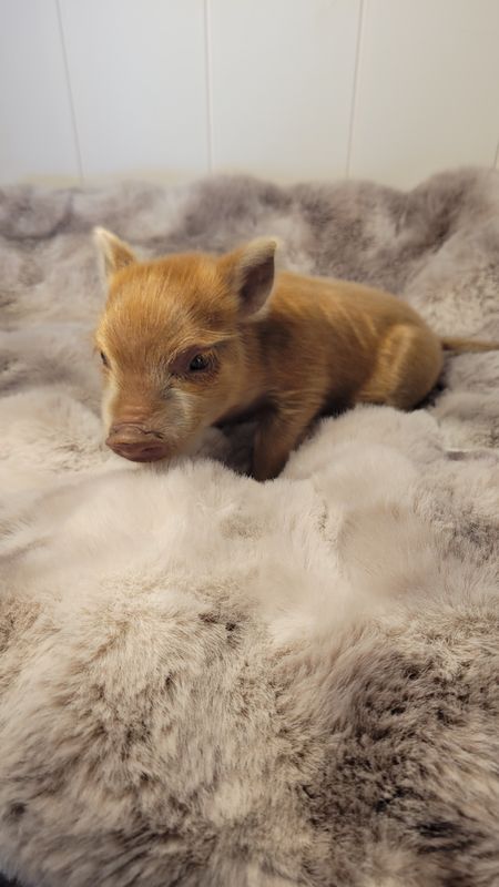 Male Mini Pig