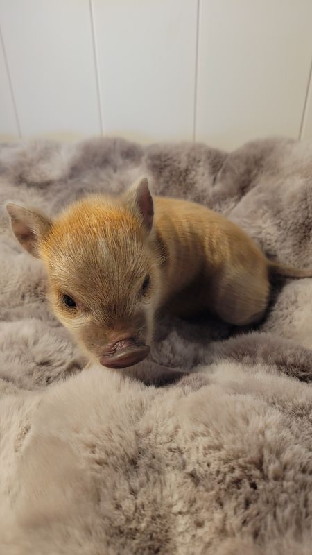 Male Mini Pig