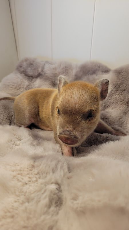Male Mini Pig