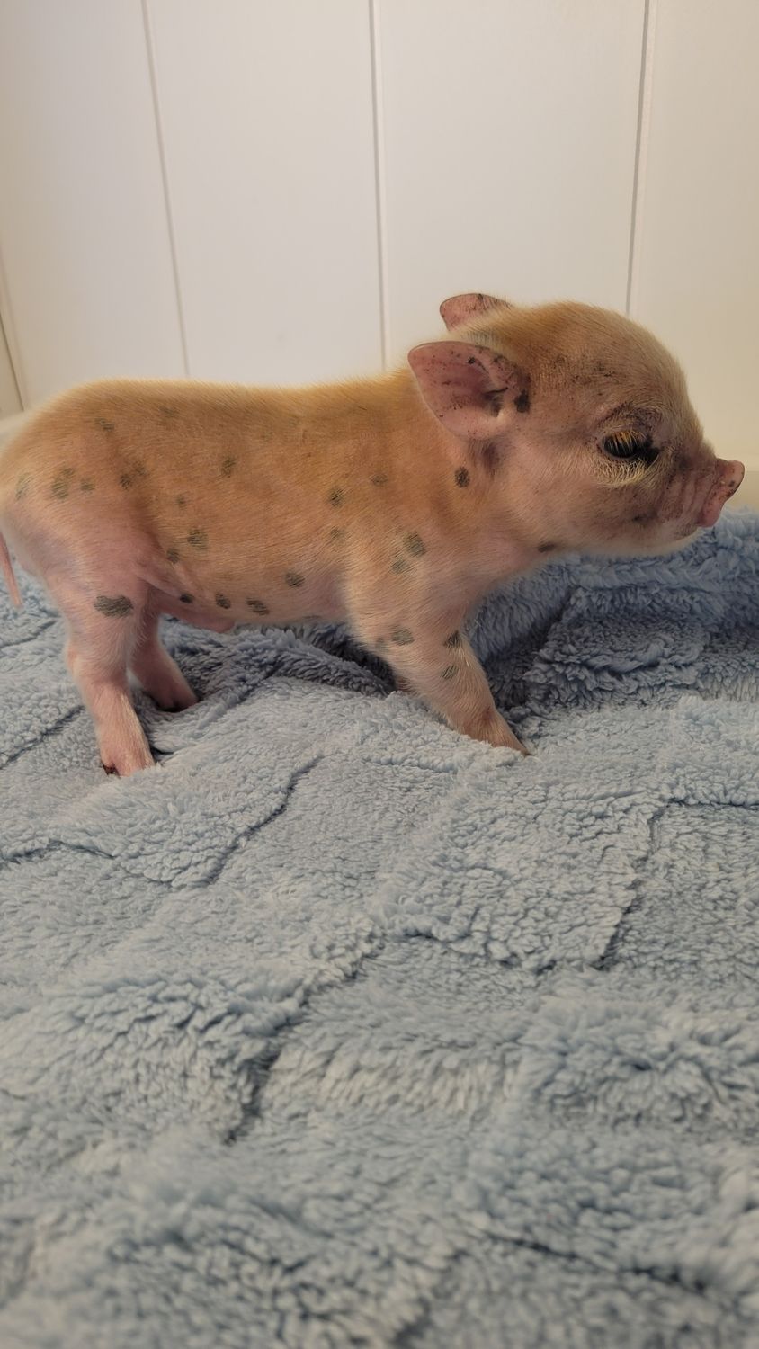 Male Mini Pig