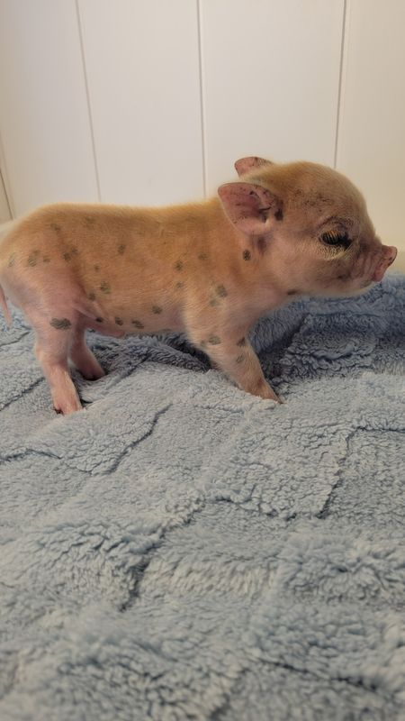Male Mini Pig