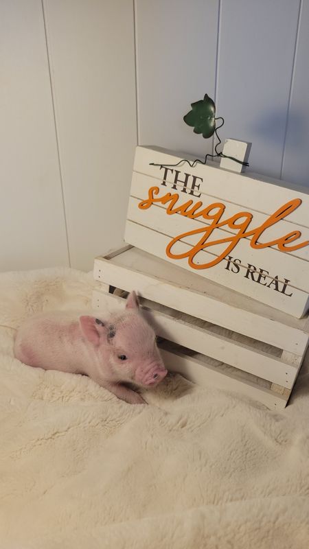 Female Mini Pig