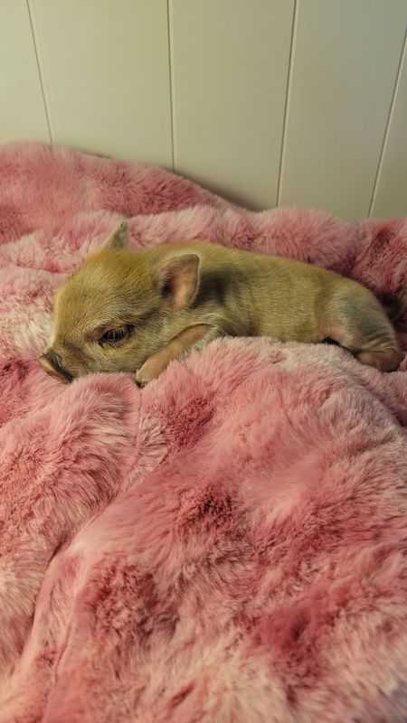 Female Mini Pig