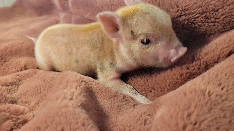 Female Mini Pig