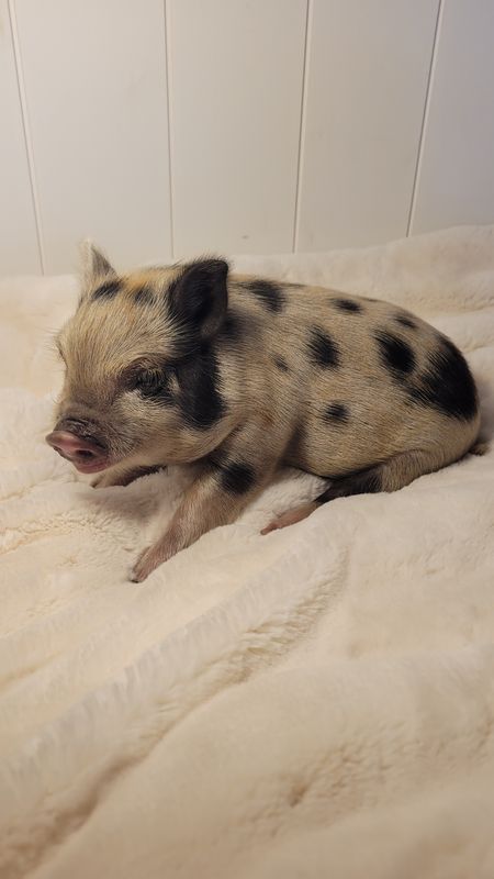 Male Mini Pig