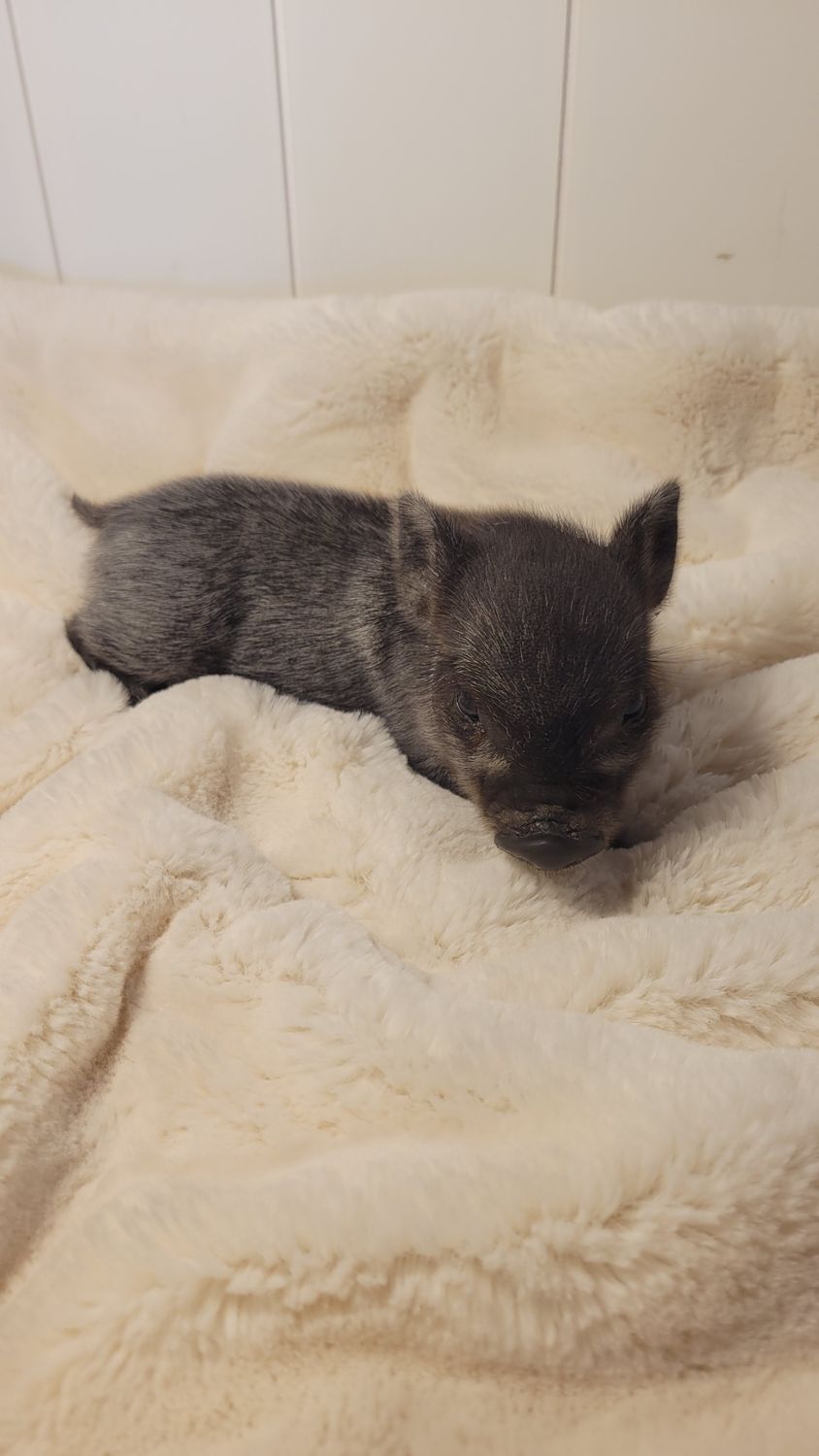 Female Mini Pig