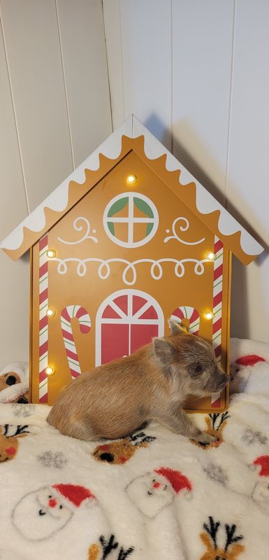 Male Mini Pig Male Mini Pig