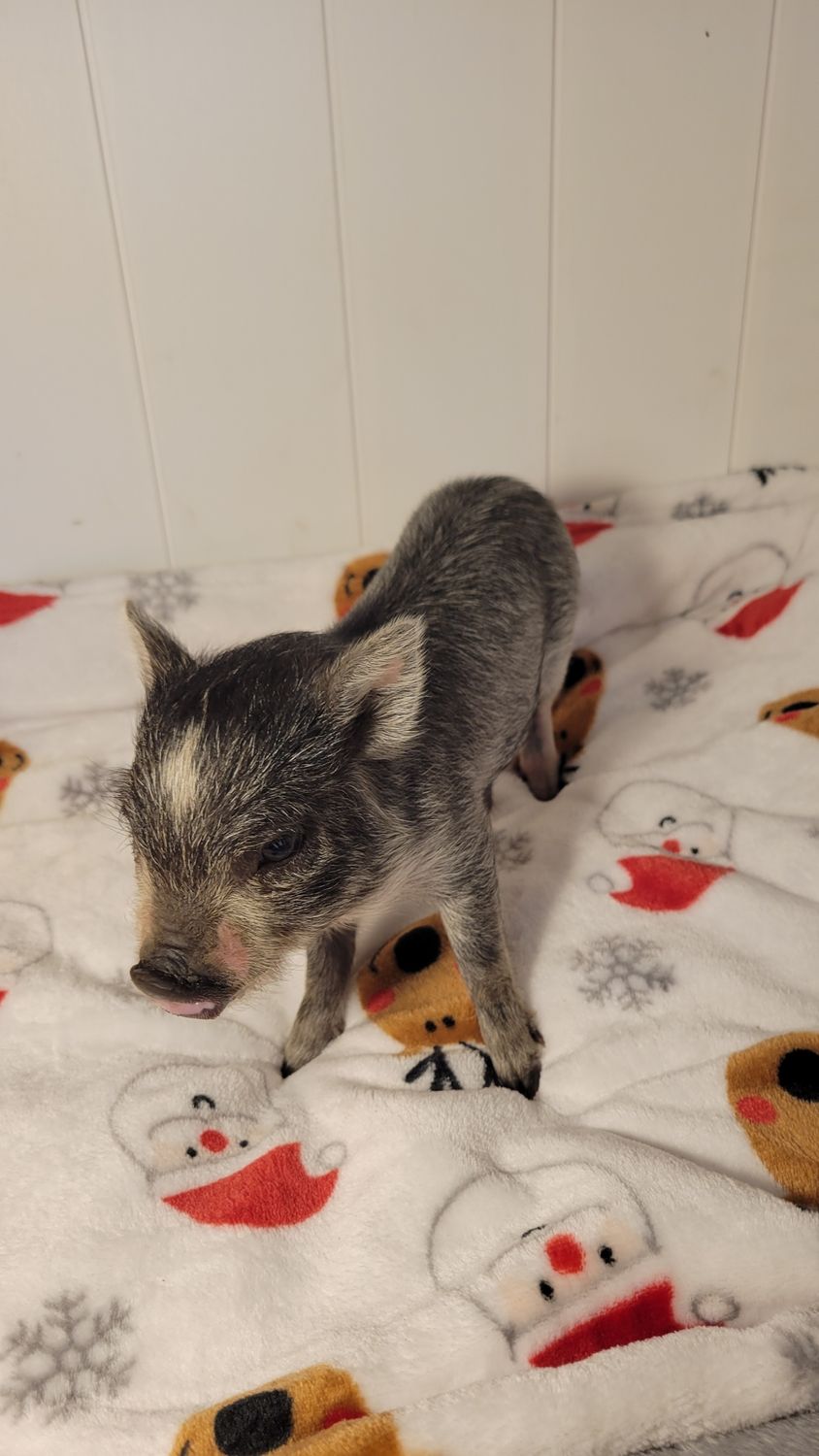 Male Mini Pig
