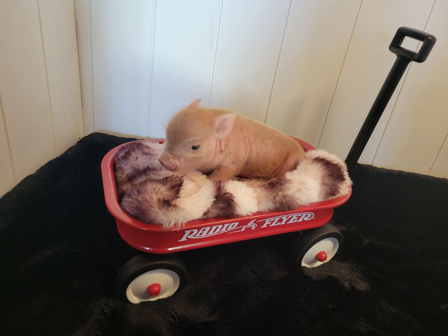 Male Mini Pig