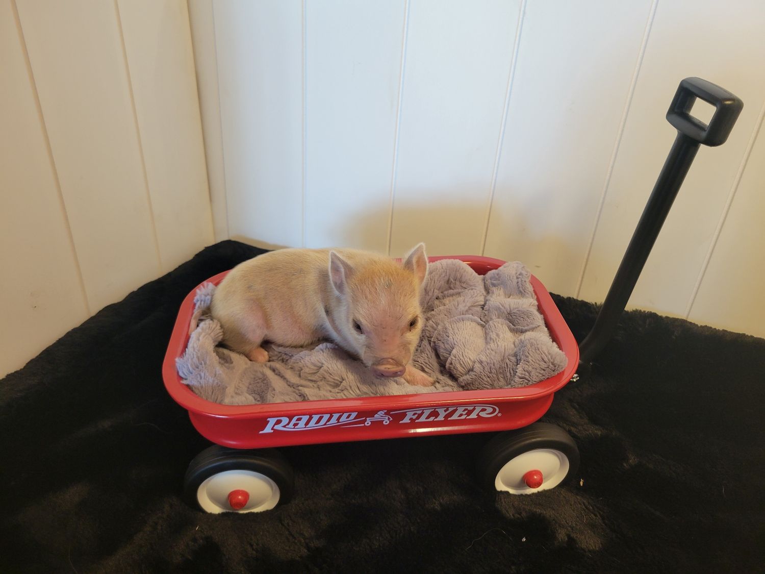 Male Mini Pig