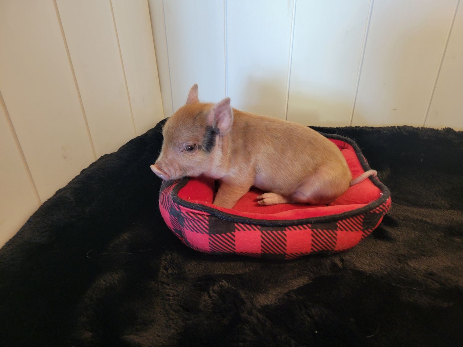 Male Mini Pig