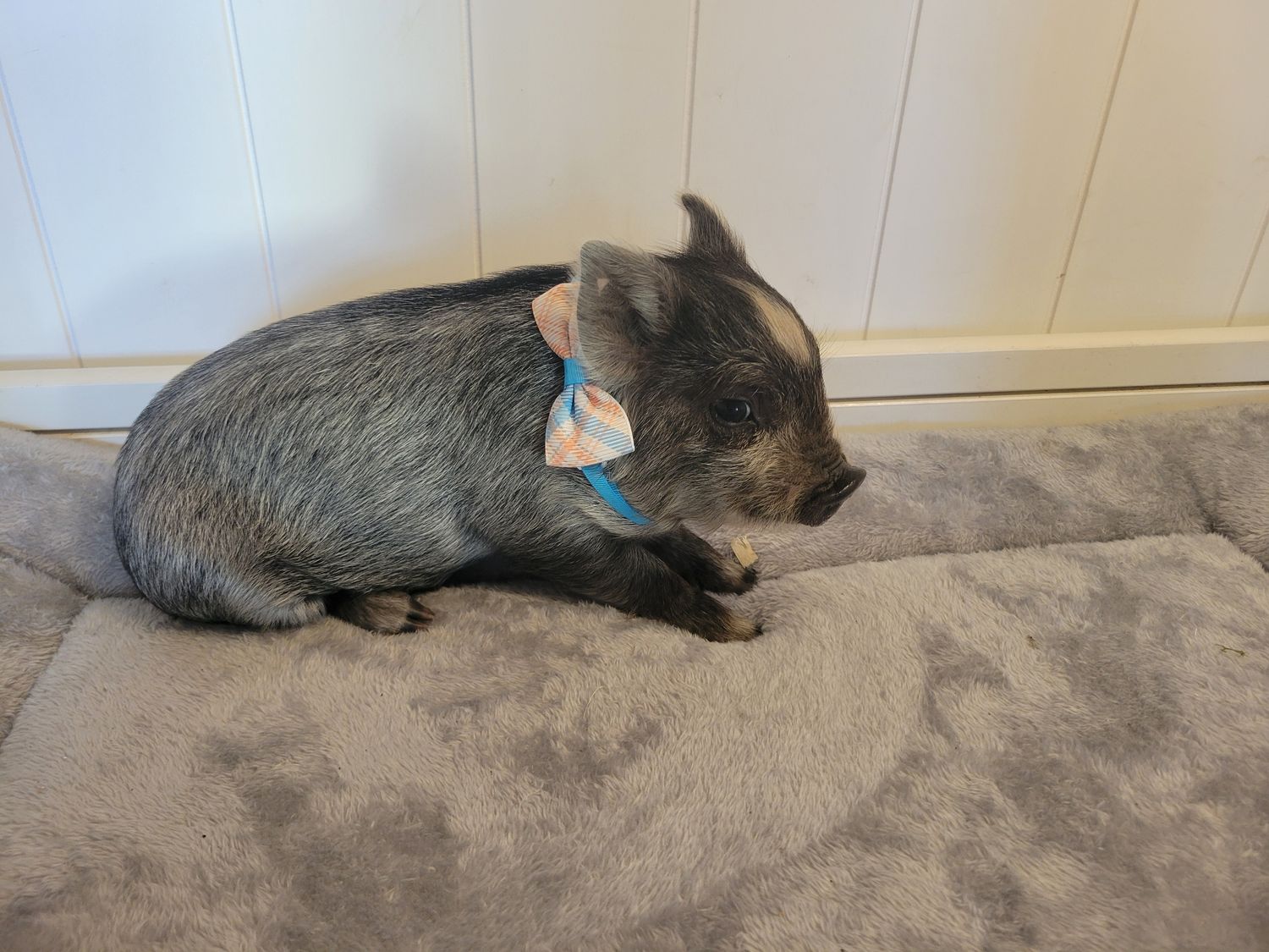 Male Mini Pig