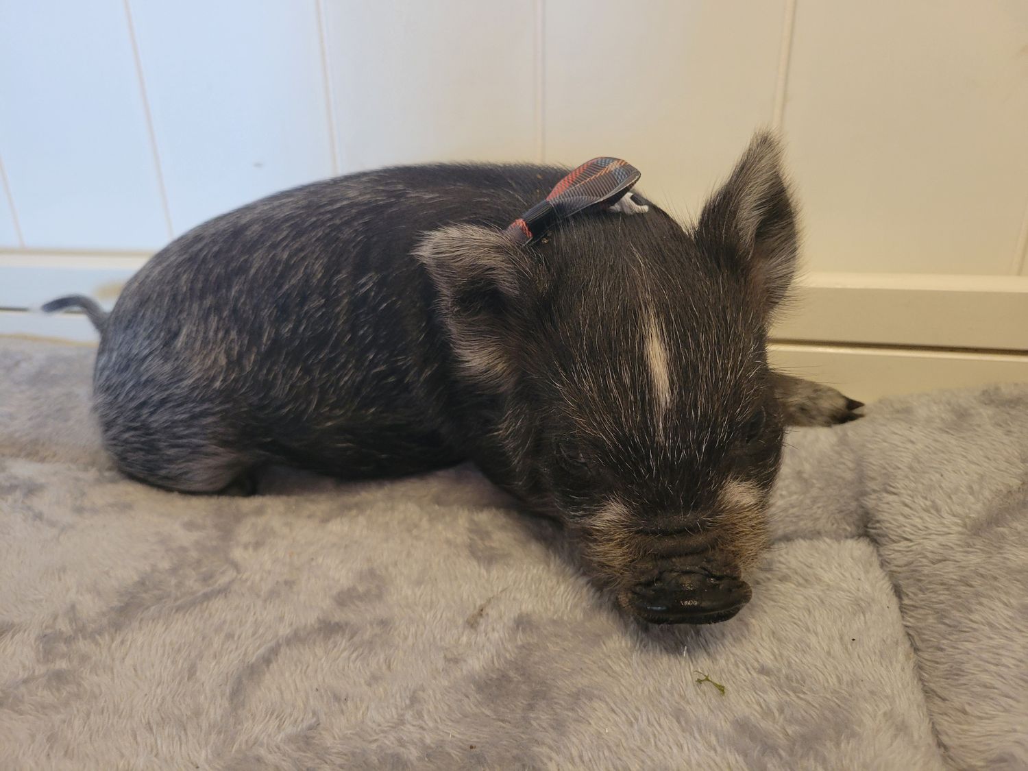 Male Mini Pig
