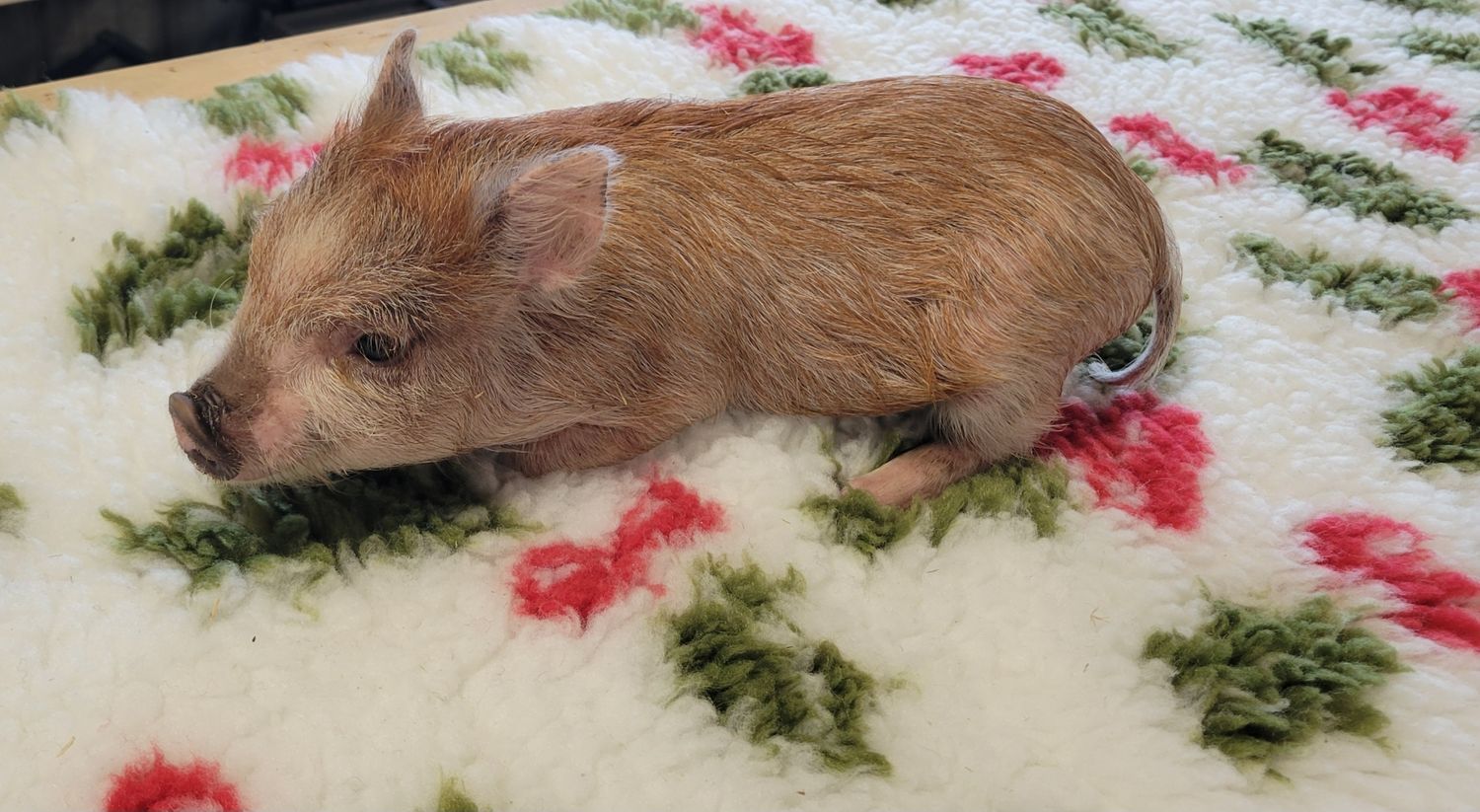 Female Mini Pig