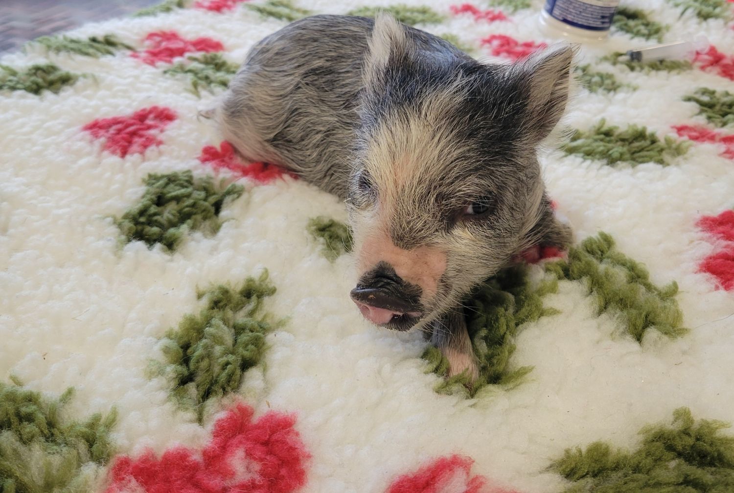 Female Mini Pig Female Mini Pig